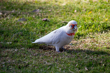 Long-billed Corella ( Cacatua tenuirostris)
