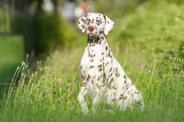 Portrait of a beautiful female dalmatian dog in summer outdoors