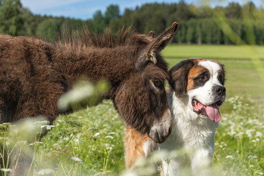 Animal friends: Portrait of a saint bernard dog and a donkey sniffing at each other on a meadow in summer outdoors