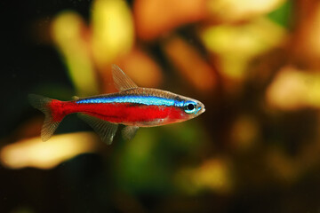 Obraz premium Neon red in detail below the surface.