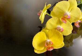 yellow orchid on black background