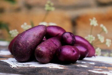 purple potatoes crop close-up selective focus, organic vegetables