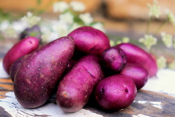 purple potatoes crop close-up selective focus, organic vegetables