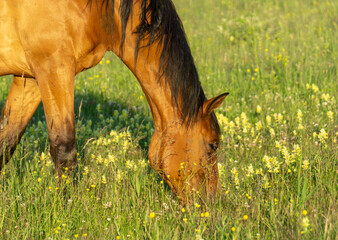 Naklejka premium for horse meal summer meadow flowers