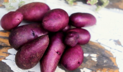 purple potatoes crop close-up selective focus, organic vegetables