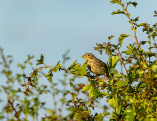 Corn bunting sitting in a hedge at sunset