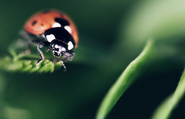 ladybug on a leaf