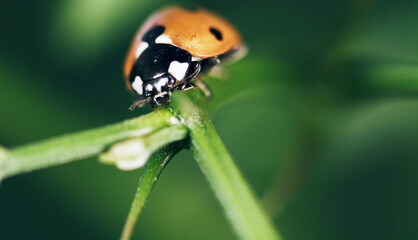 ladybug on a leaf
