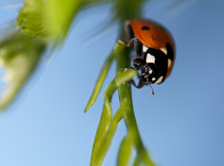 ladybird on a leaf