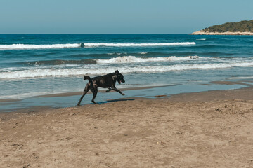 A dog runs along the beach in a spray of water,