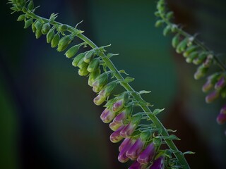 Foxglove 
