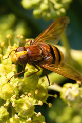 fly (Volucella) on a green flower