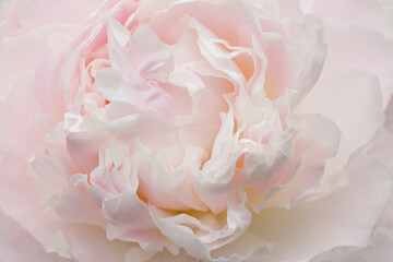 Detailed closeup of beautiful, pastel pink peony blossom
