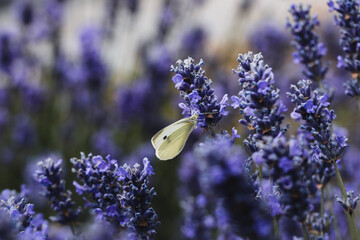 flowers in the garden, butterfly 