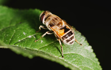 Bee on leaf