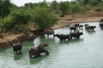 water buffalo herd in the wild
