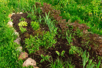 sprouts of Hostas, Irises and Peonies grow in spring in a flower bed fenced with stones