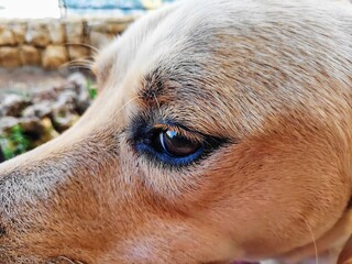 close up of dog, labrador-pointer good boy