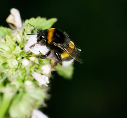 bee on flower