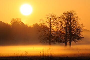 Foggy sunrise upon a meadow with trees