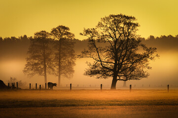 Cow in a foggy sunrise upon a meadow