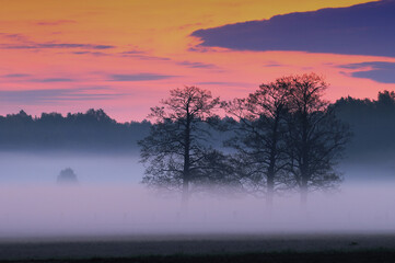 Fototapeta na wymiar Foggy sunrise upon a meadow