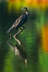 Cormorant is sitting on a branch