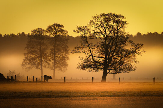 Cow in a foggy sunrise upon a meadow