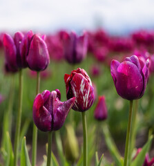 Fototapeta premium Tulip Flower Field. Close Up Nature Background. Spring Season.