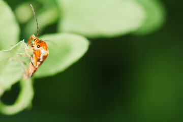 butterfly on leaf