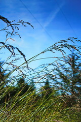 Dry grass flower blowing in the wind, red reed sway in the wind with blue sky background, reed field in autumn.
