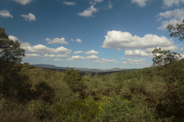 Fototapeta na wymiar Spanish woodland landscape bathed in the sunglight