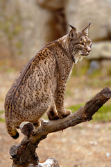 Iberian Lynx (Lynx pardinus) is a Wild Cat Species Endemic to the Iberian Peninsula in southwestern Europe. Wild Animal in Andujar, Spain. Wildlife Scene of Nature in Europe. © perpis