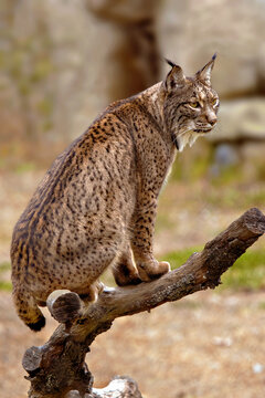 Iberian Lynx (Lynx pardinus) is a Wild Cat Species Endemic to the Iberian Peninsula in southwestern Europe. Wild Animal in Andujar, Spain. Wildlife Scene of Nature in Europe.
