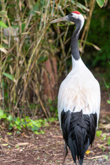 Close up of a red crowned crane (grus japonensis)