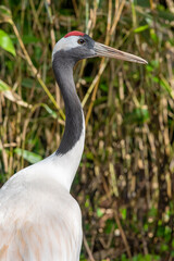 Close up of a red crowned crane (grus japonensis)