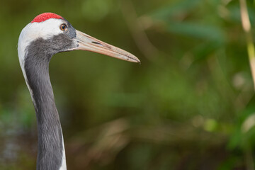Head shot of a red crowned crane (grus japonensis)