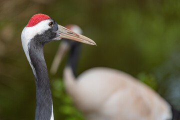 Fototapeta premium Head shot of a red crowned crane (grus japonensis)