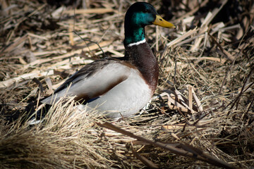 Male Duck