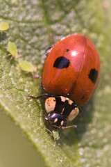 A ladybird attacks an aphid column