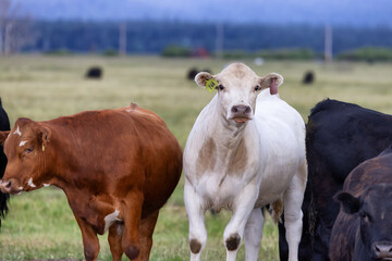 Cow in a green field with mountain landscape in background. Cloudy Sky. California, United States of America.