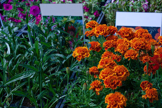 Seedlings of garden flowers, gazania rigens, marigolds, petunias in boxes with white labels for inscriptions.