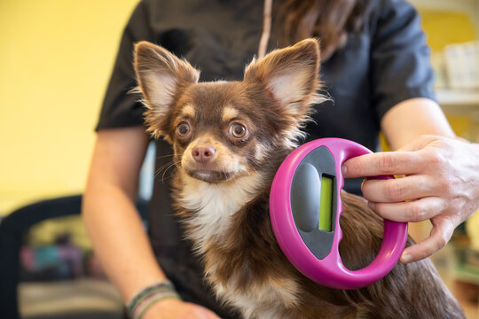 v&eacute;rification de la puce &eacute;lectronique d'identification d'un chien chihuahua