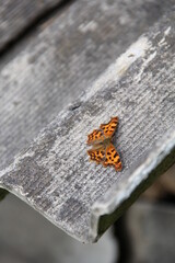 butterfly on a gray background
