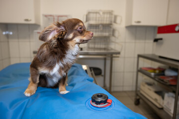 Chien assis dans une salle d'opération vétérinaire