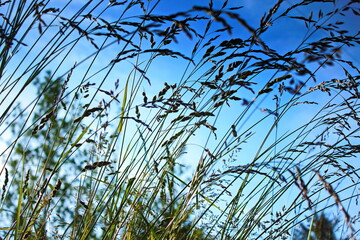 Dry grass flower blowing in the wind, red reed sway in the wind with blue sky background, reed field in autumn.