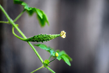 close up of a plant