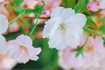Blooming sakura branch close-up with Soft selective focus