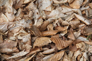 natural background dry autumn leaves