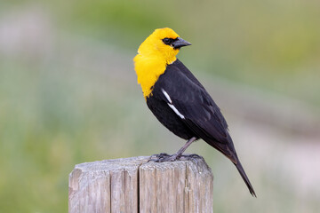 yellow headed blackbird